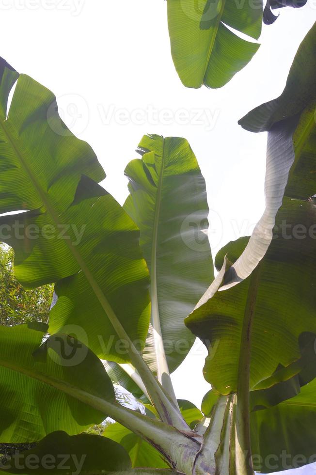 View of banana trees in the garden during a sunny day photo