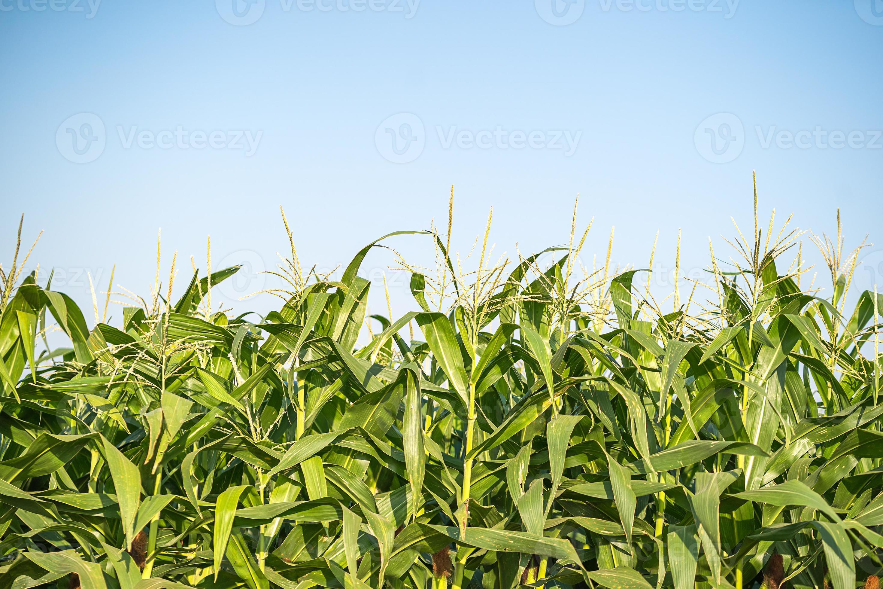 Juniper Ash & Corn Pollen:  Proven Protection Methods? - zfrnk0f