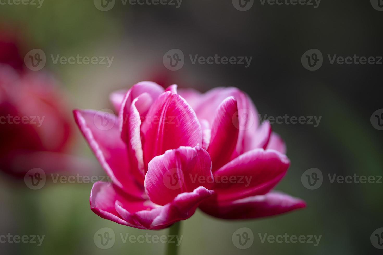 Beautiful pink large tulip on a blurred background. photo