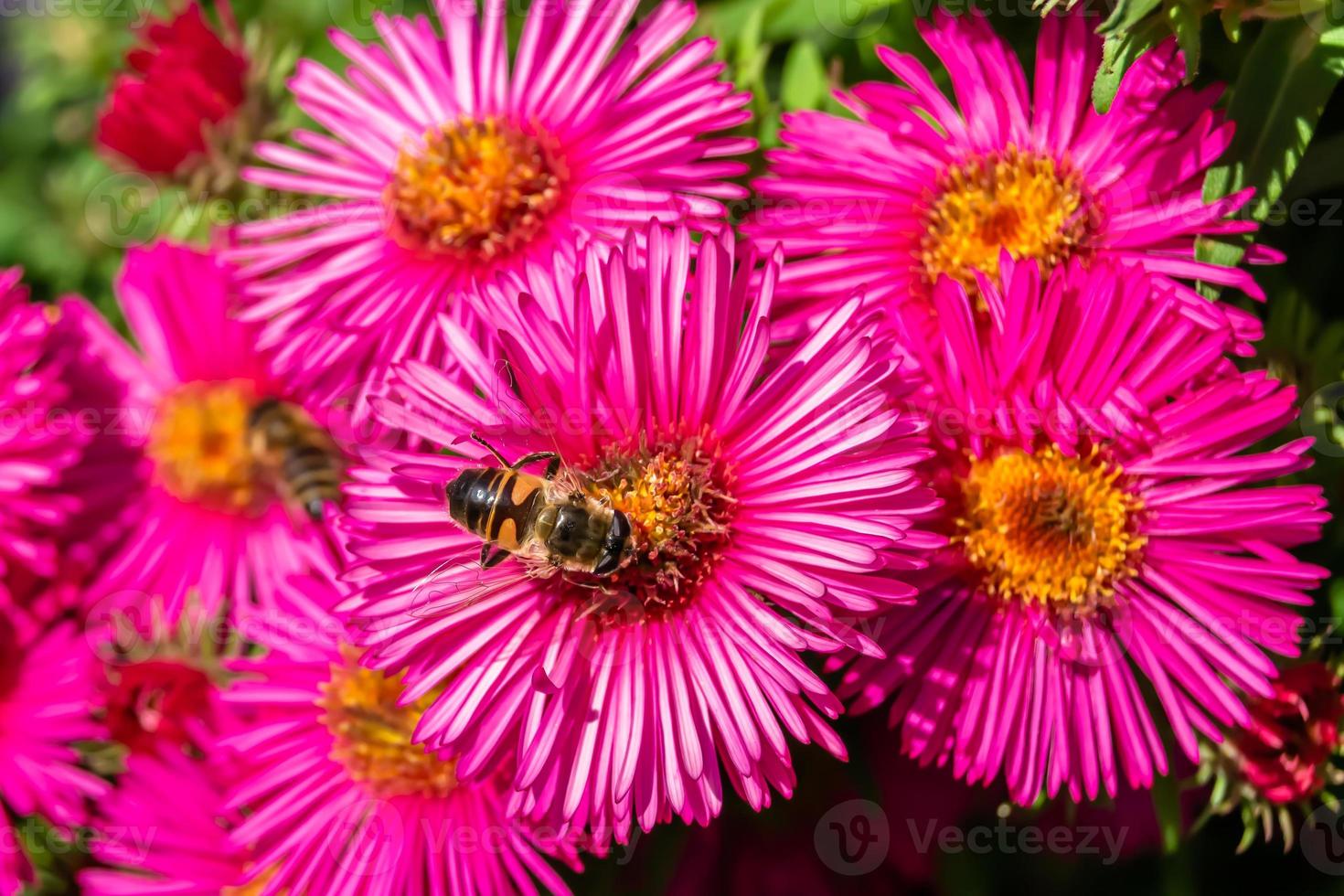 Beautiful wild flower winged bee on background foliage meadow photo