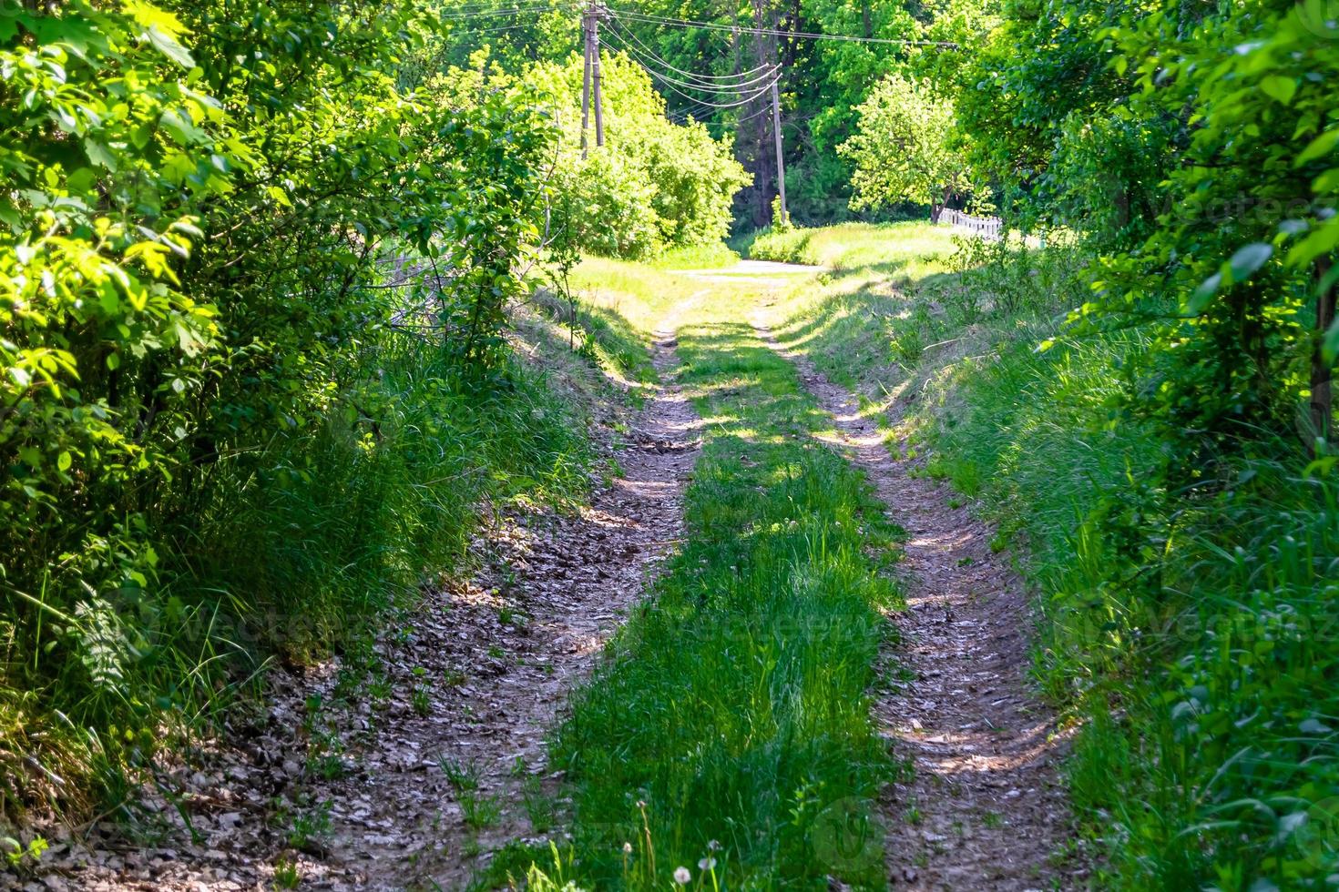 Photography on theme beautiful footpath in wild foliage woodland photo