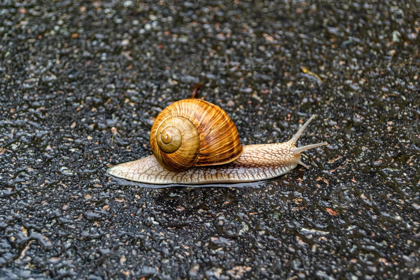 Big garden snail in shell crawling on wet road hurry home photo