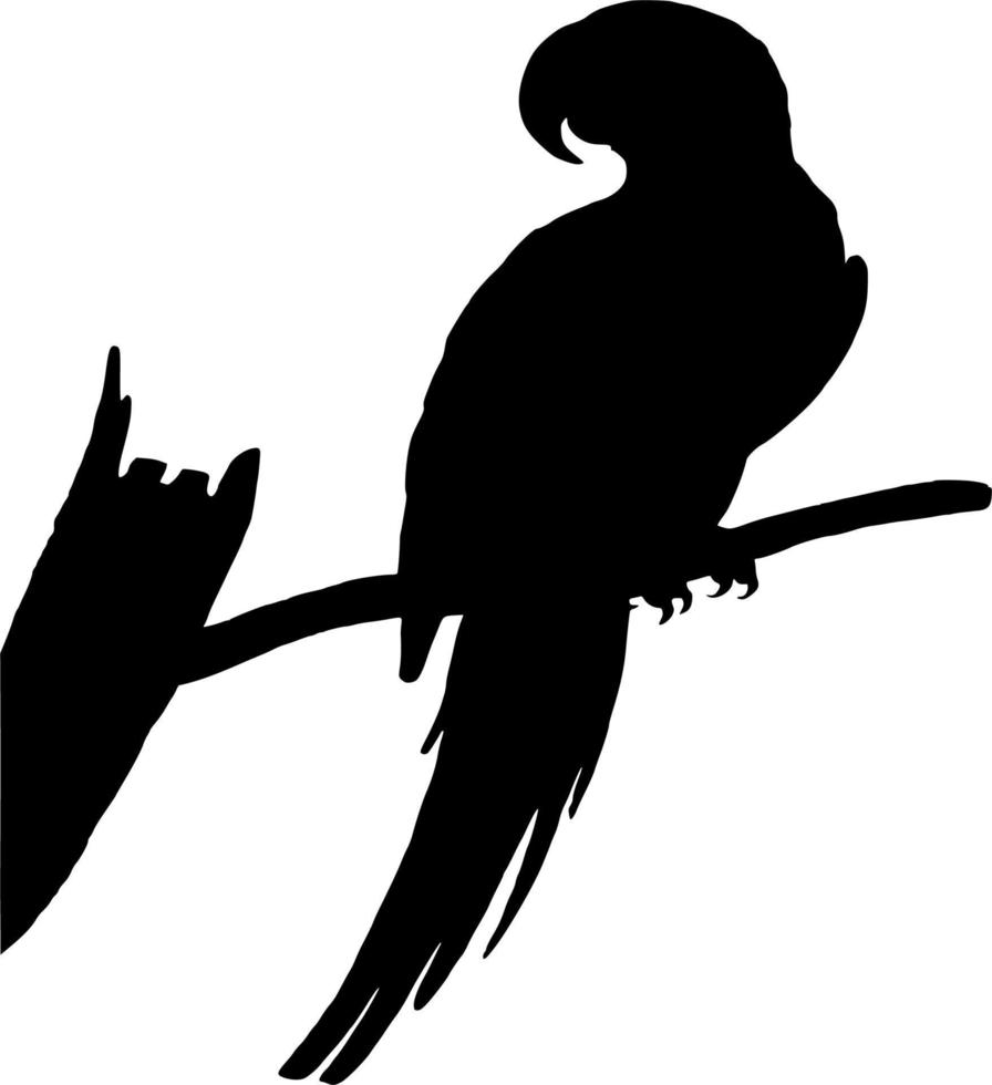 Vector silhouette of Bird on white background