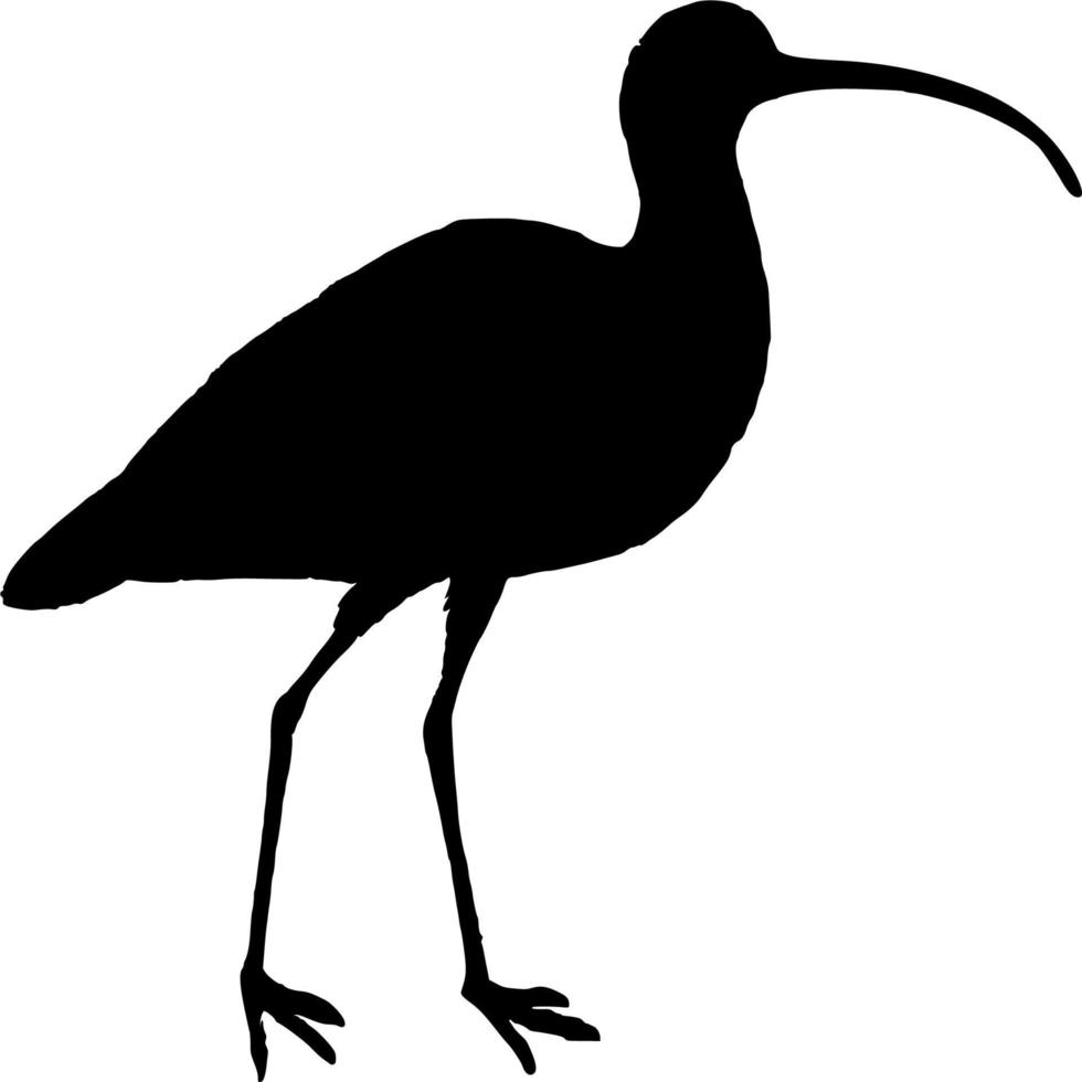 Vector silhouette of Bird on white background