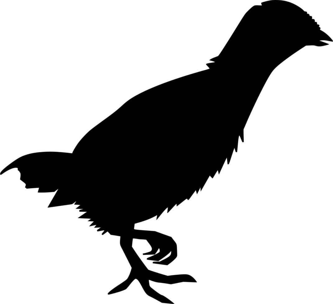 Vector silhouette of chick on white background