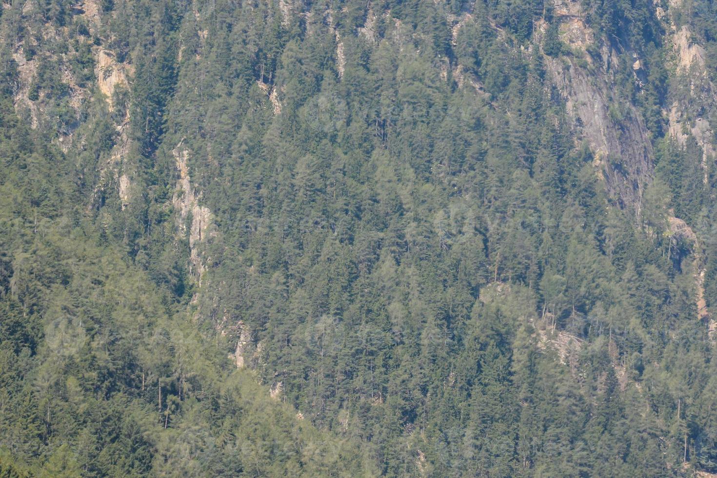 Trees in the forest photo