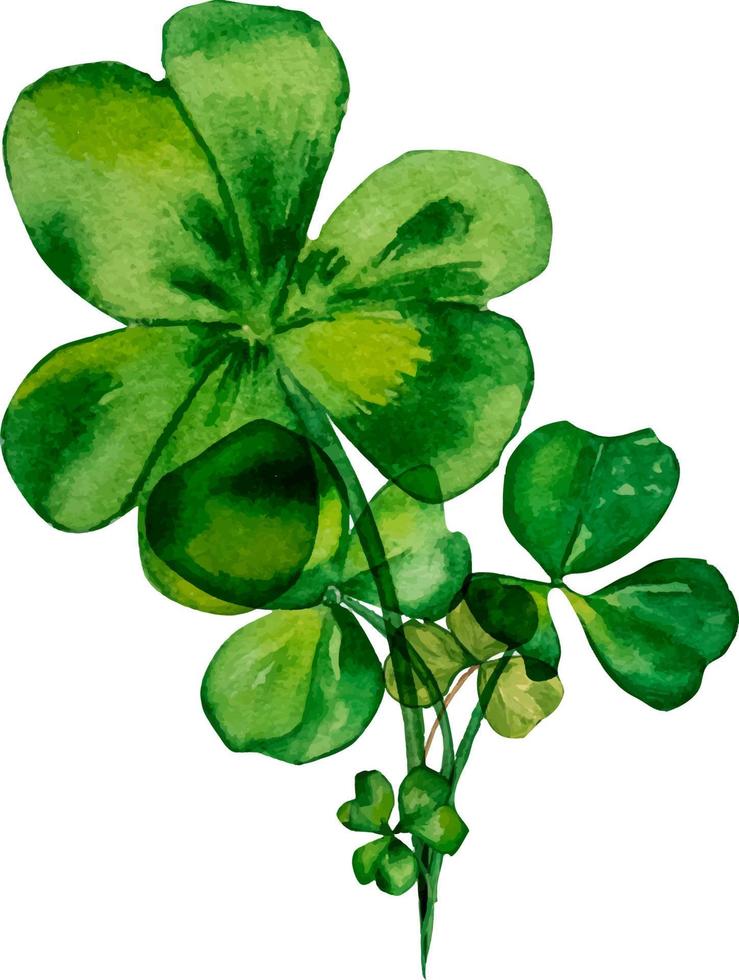 Shamrock and clover watercolor composition, on white background vector