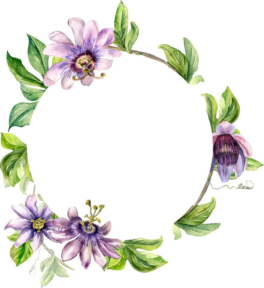 circulo marco de pasión flor planta acuarela ilustración aislado en blanco. vector