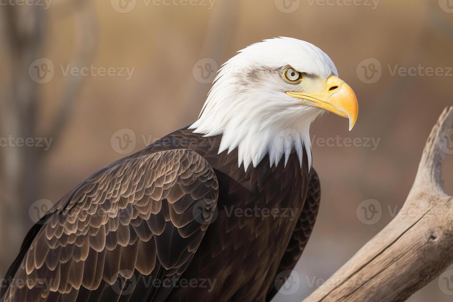 a close up of an eagle with a blurry background. photo