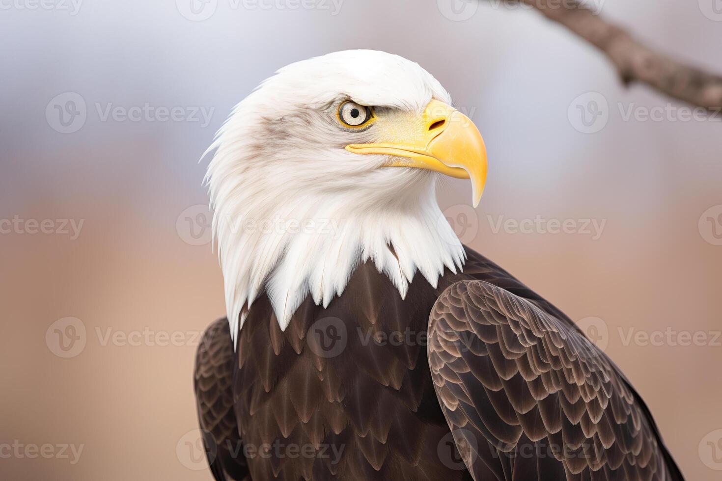 a close up of an eagle with a blurry background. photo