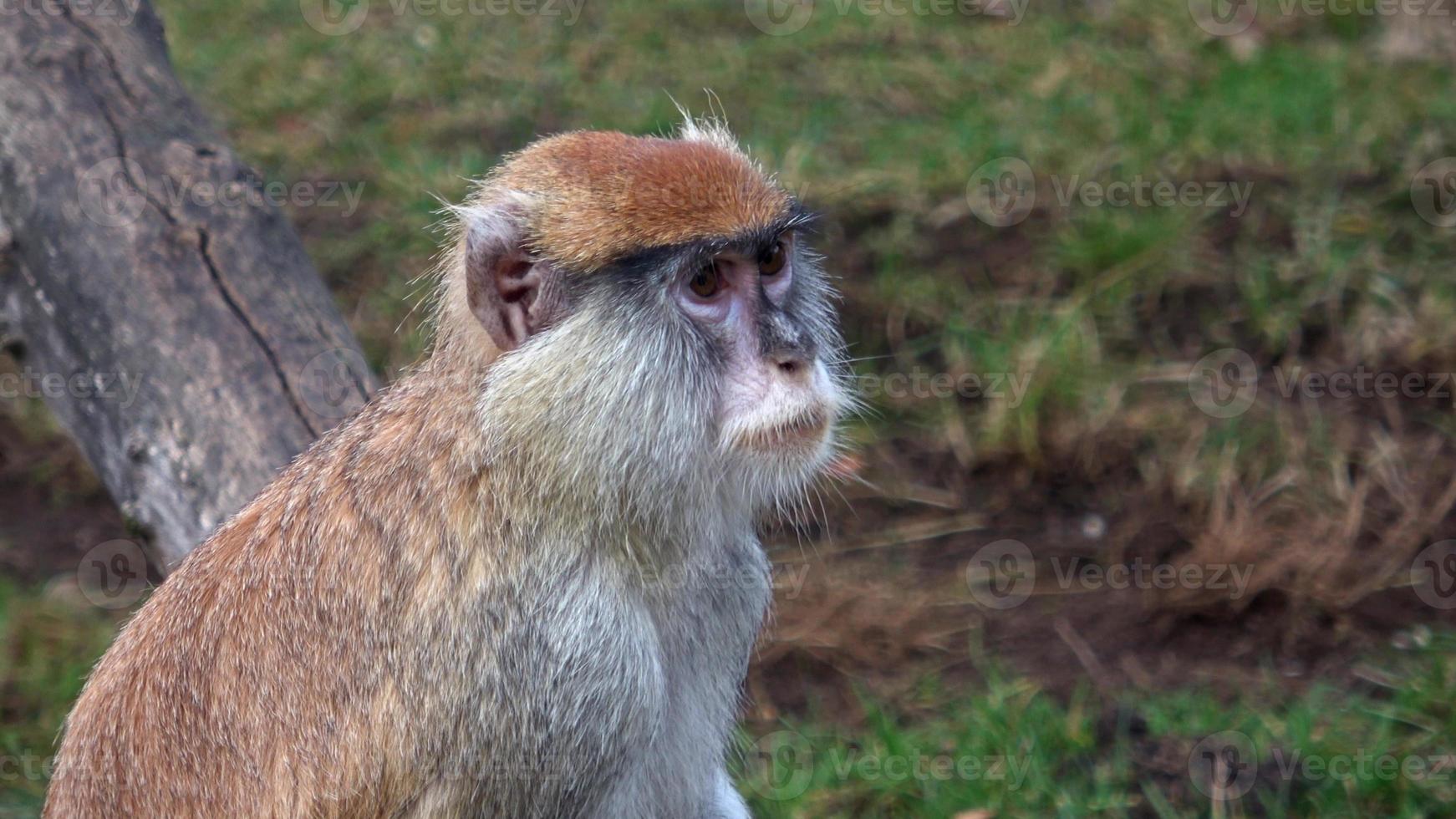 el mono patas erythrocebus patas, también conocido como mono wadi o mono húsar foto