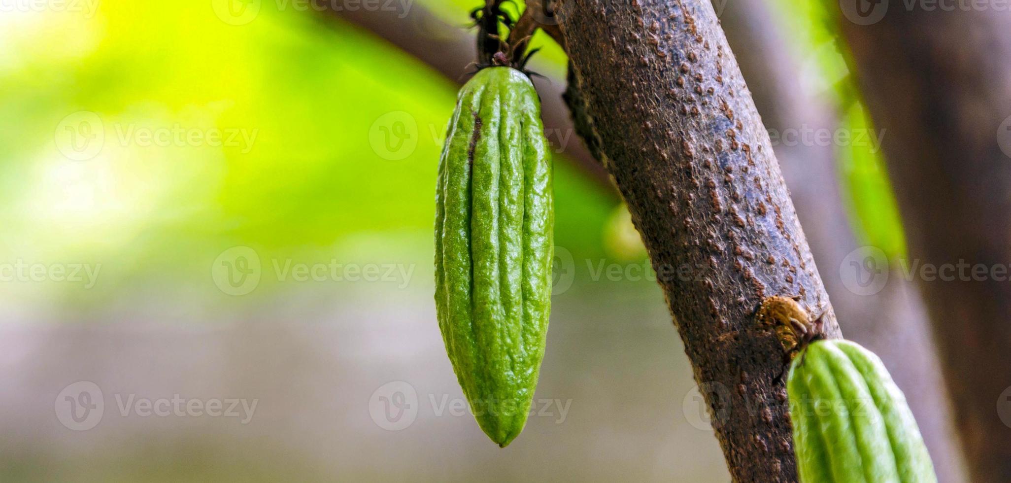 cosecha de pequeñas vainas de cacao verde crudo. cultivo de frutos de cacao colgando de un árbol de cacao foto