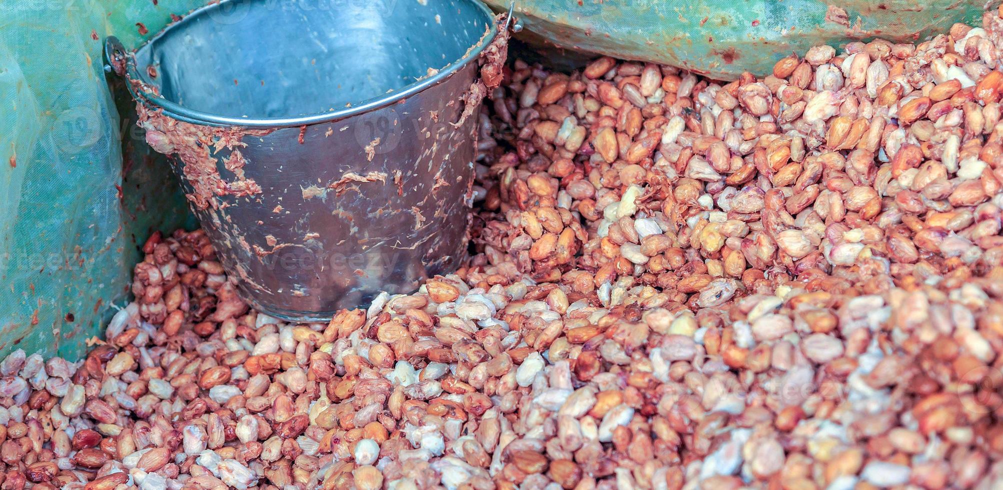 fermenting fresh cocoa seeds to make chocolate. Workers scoop fermented