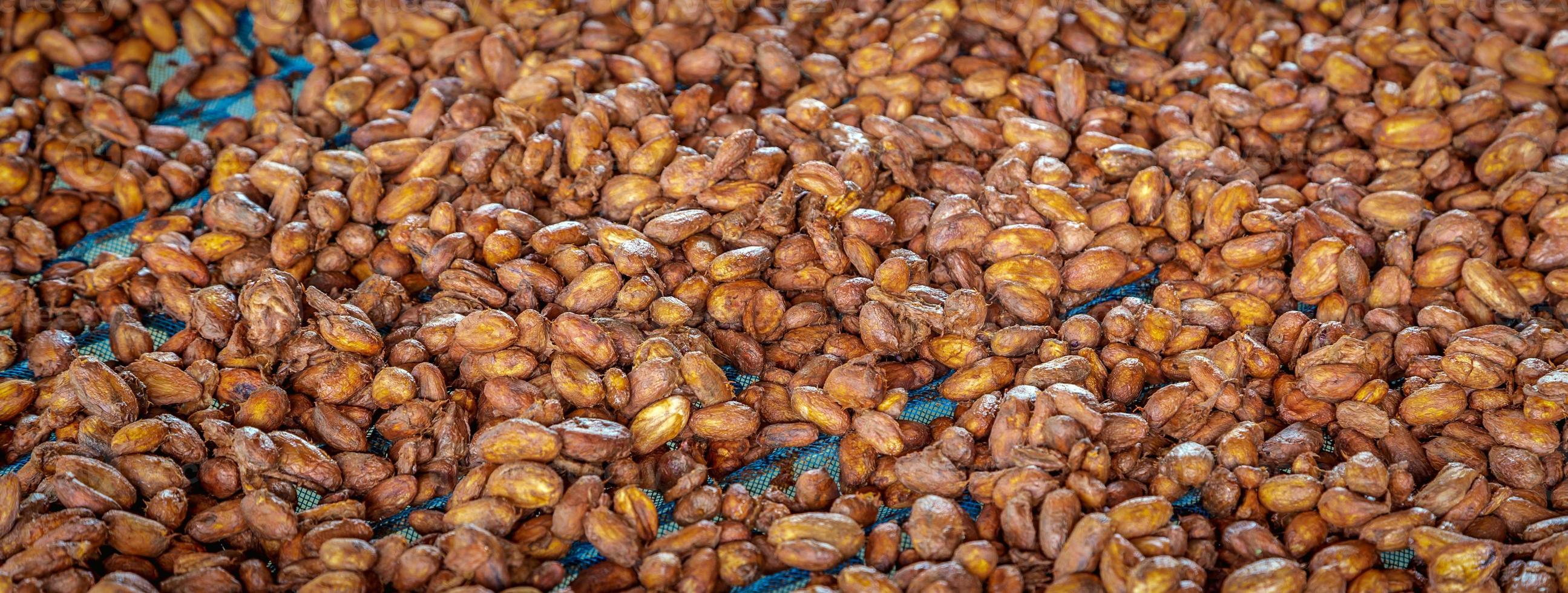 Fresh fermented cocoa beans are dried in the sun to make chocolate.Top