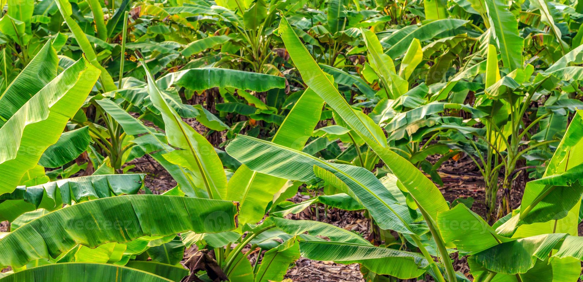 Banana trees and banana plantations photo