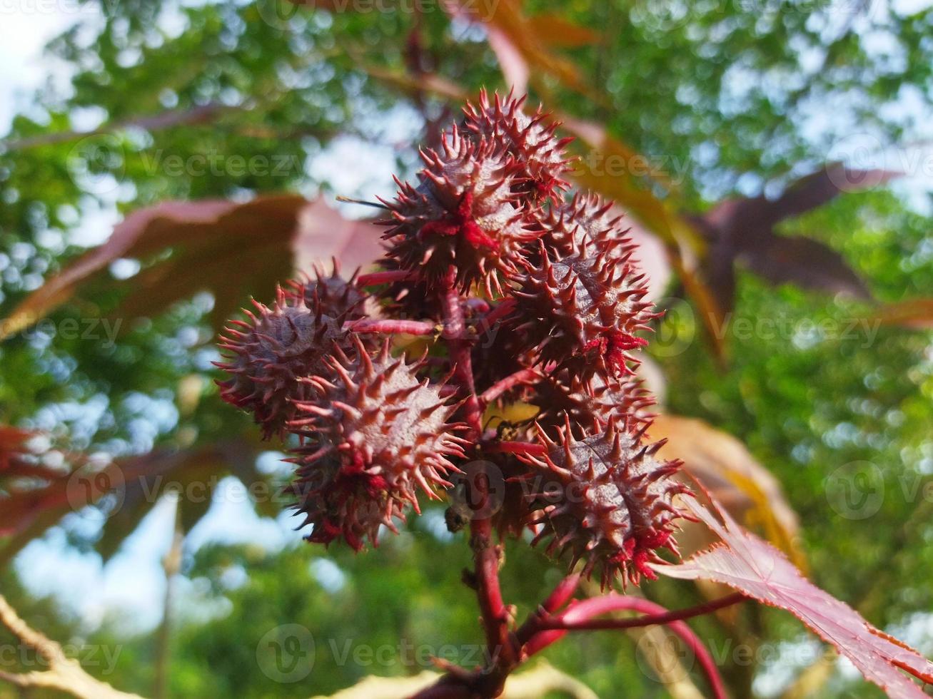 the fruit of the castor plant 22981031 Stock Photo at Vecteezy