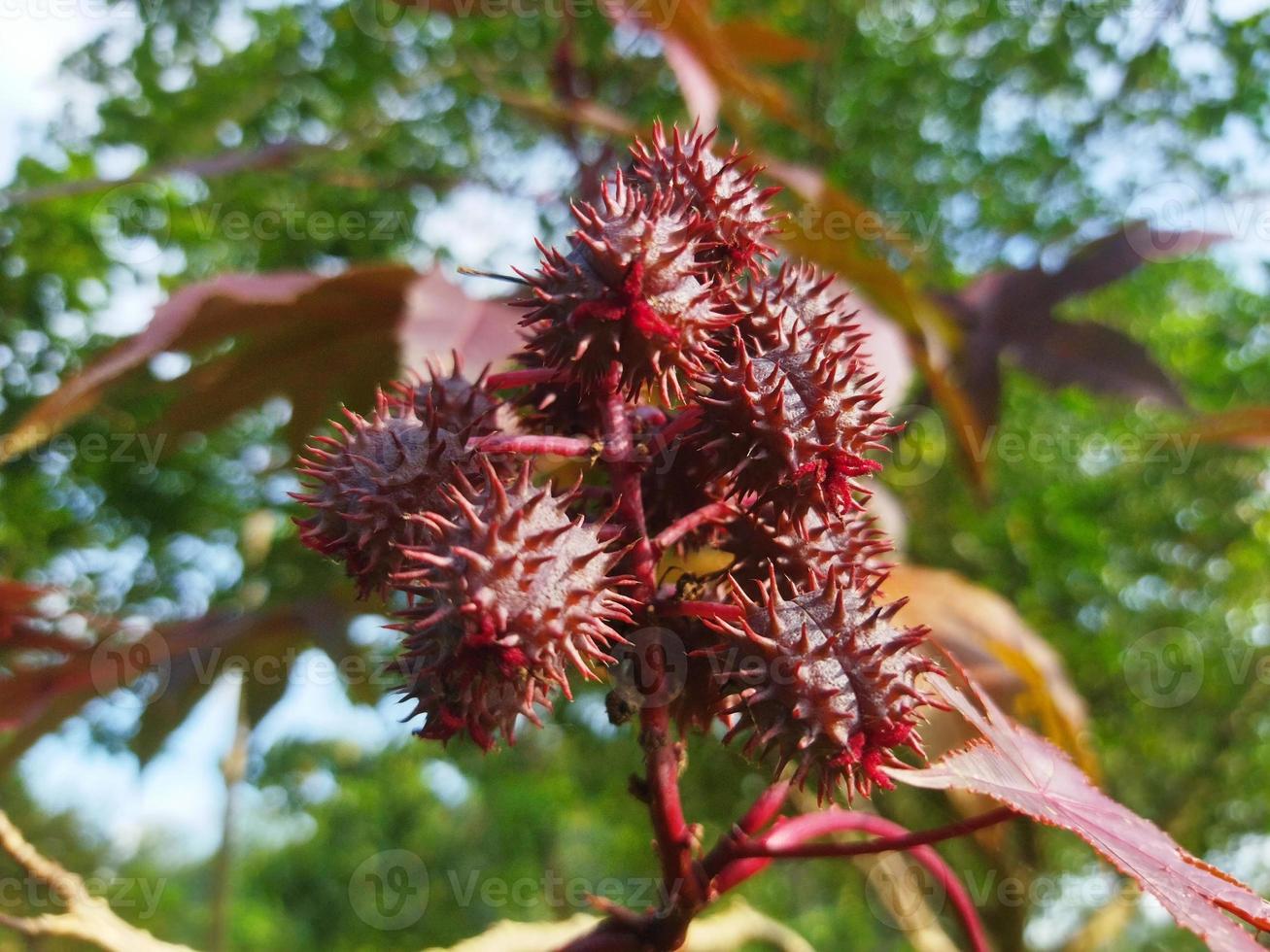 the fruit of the castor plant photo