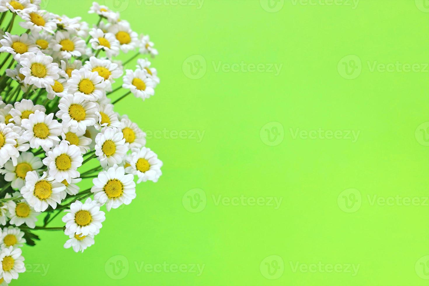 Small white chrysanthemums close up look like chamomiles. Bunch of flowers on bright green background with place for text. Greeting card for summer and spring holidays. photo