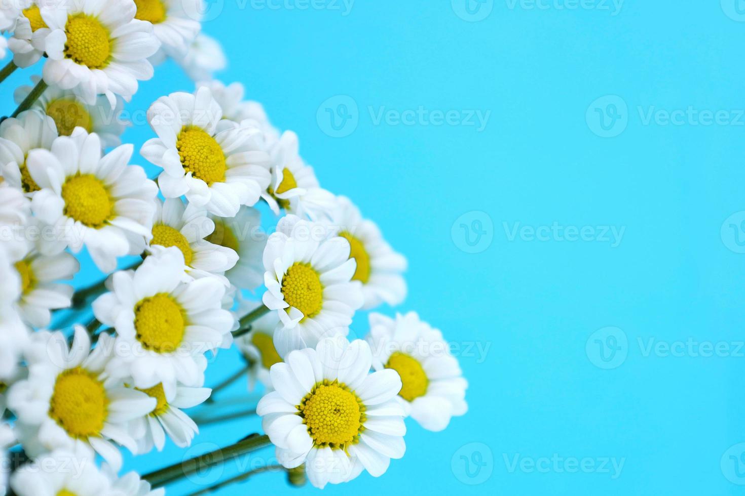 Chamomiles close up on bright blue background. Small white chrysanthemums look like daisies. Hello summer and spring holidays concept. Greeting card with place for text. photo