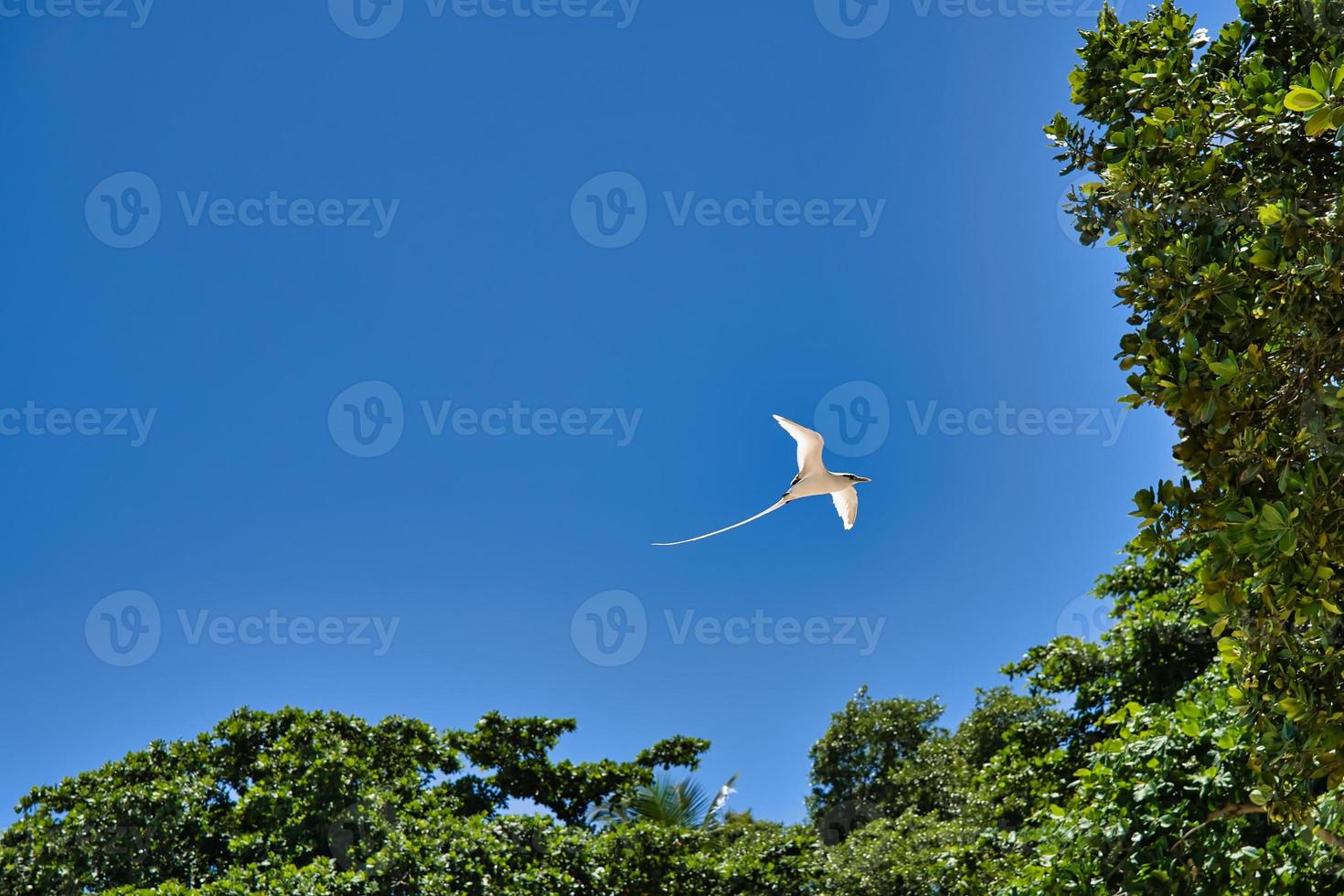 Endemic white-tailed tropic bird of Seychelles, flying, Mahe Seychelles 1 photo