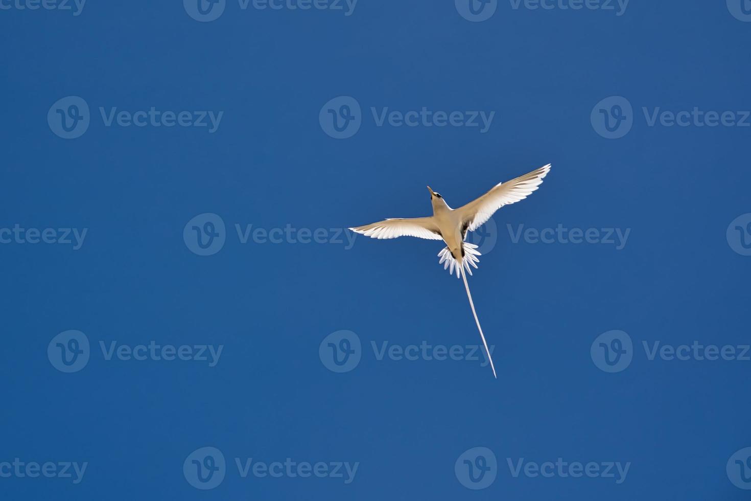 Endemic white-tailed tropic bird of Seychelles, flying, Mahe Seychelles 5 photo