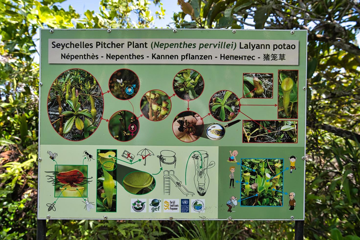 Mahe Seychelles 16.04.2023 Tea tavern walk, pitcher plant infiormation board, Mahe Seychelles photo