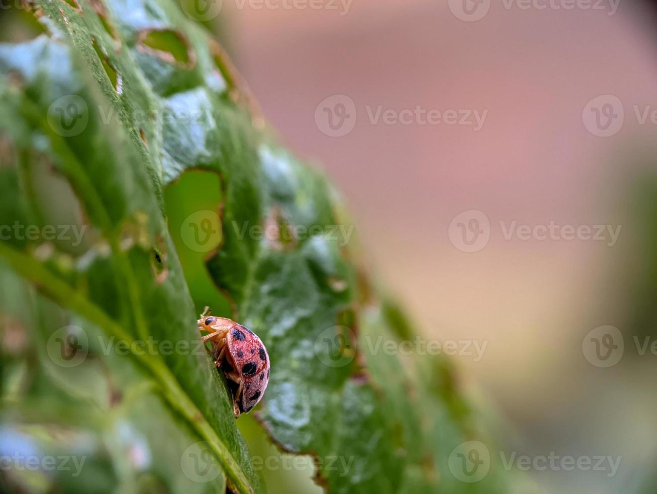 Graceful Ladybug Posing on Leaf photo