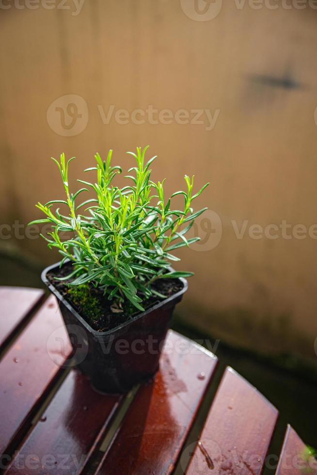rosemary pot indoor plant flower in pot food spice snack on the table copy space food background rustic top view photo