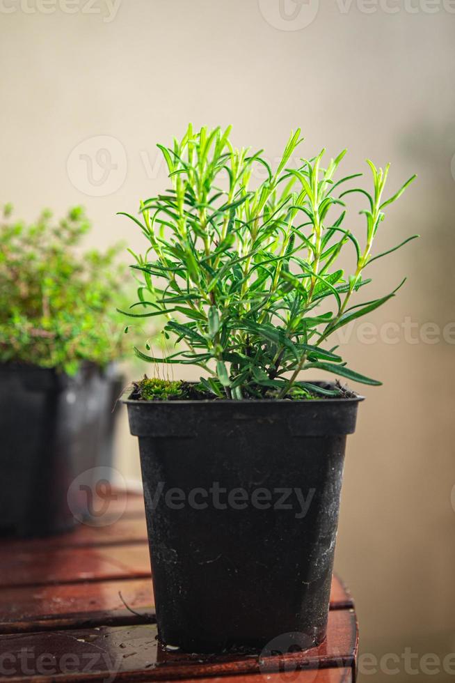 rosemary pot indoor plant flower in pot food spice snack on the table copy space food background rustic top view photo