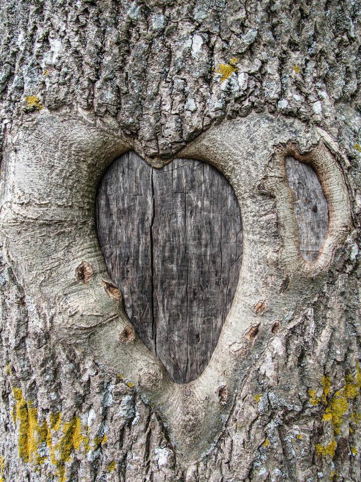 heart carved into the bark of a tree photo