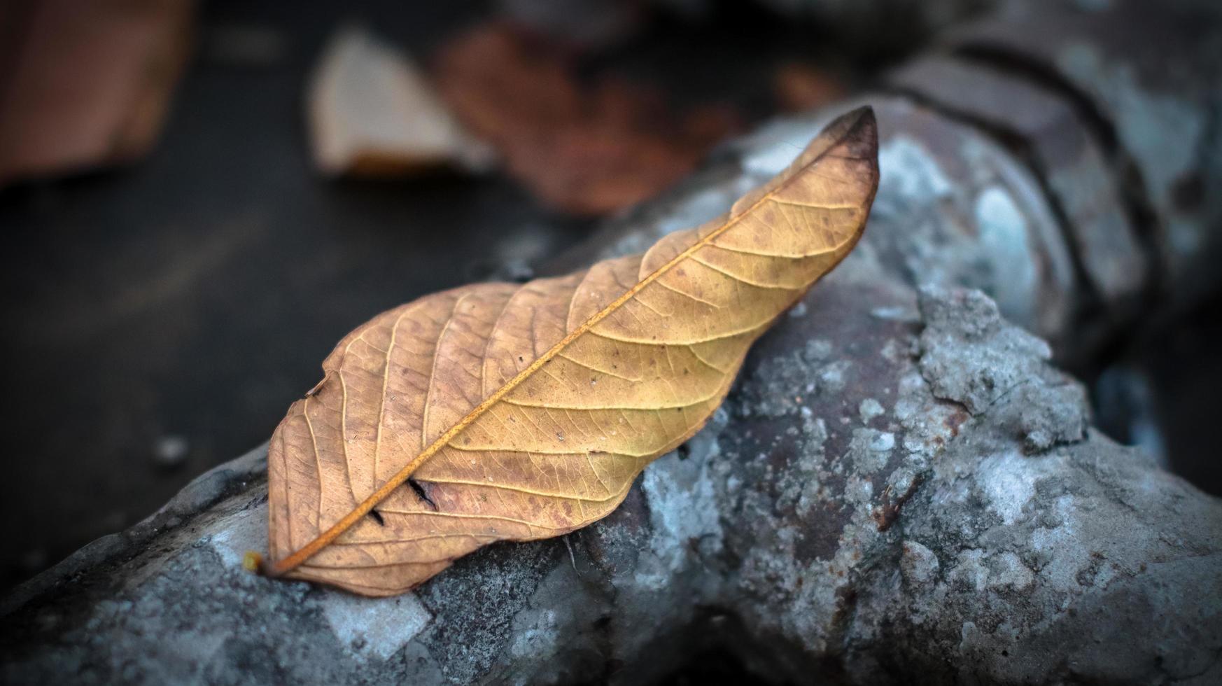 invierno caído hojas foto