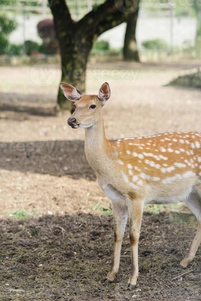 Portrait of a female deer walking in nature photo