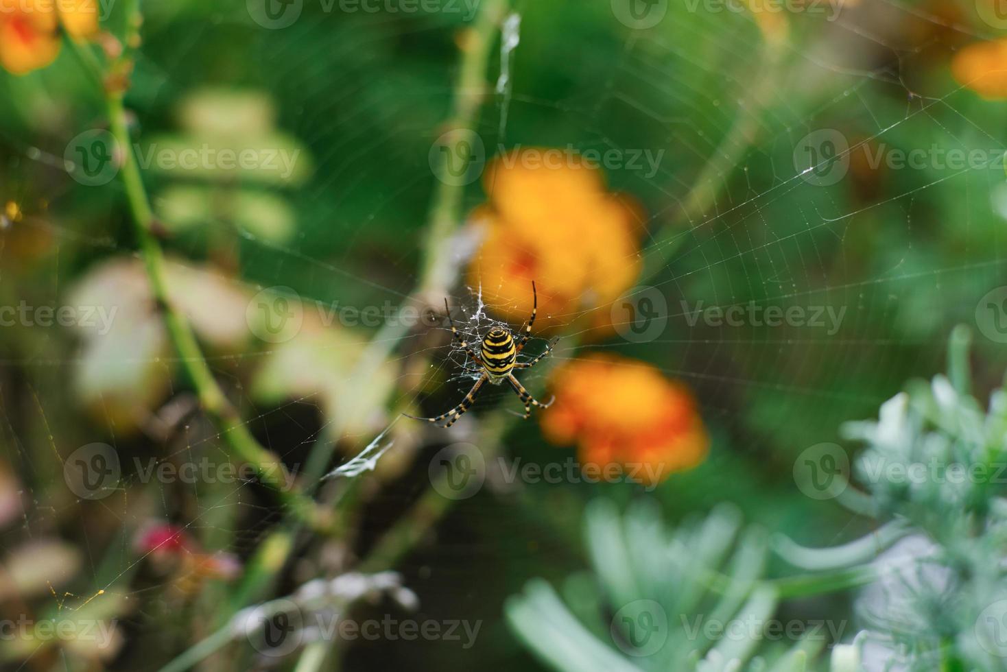 Spider argiope bruennichi on the web in the garden photo