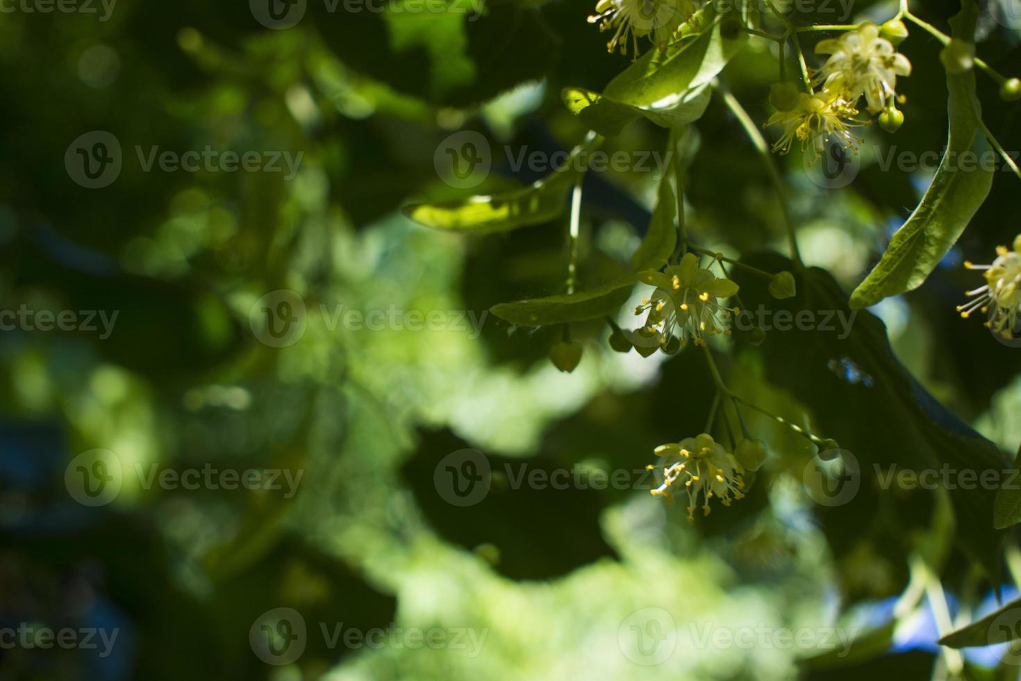 Tilia, linden tree, basswood or lime tree with unblown blossom. Tilia tree is going to bloom. A bee gathers lime-colored honey photo