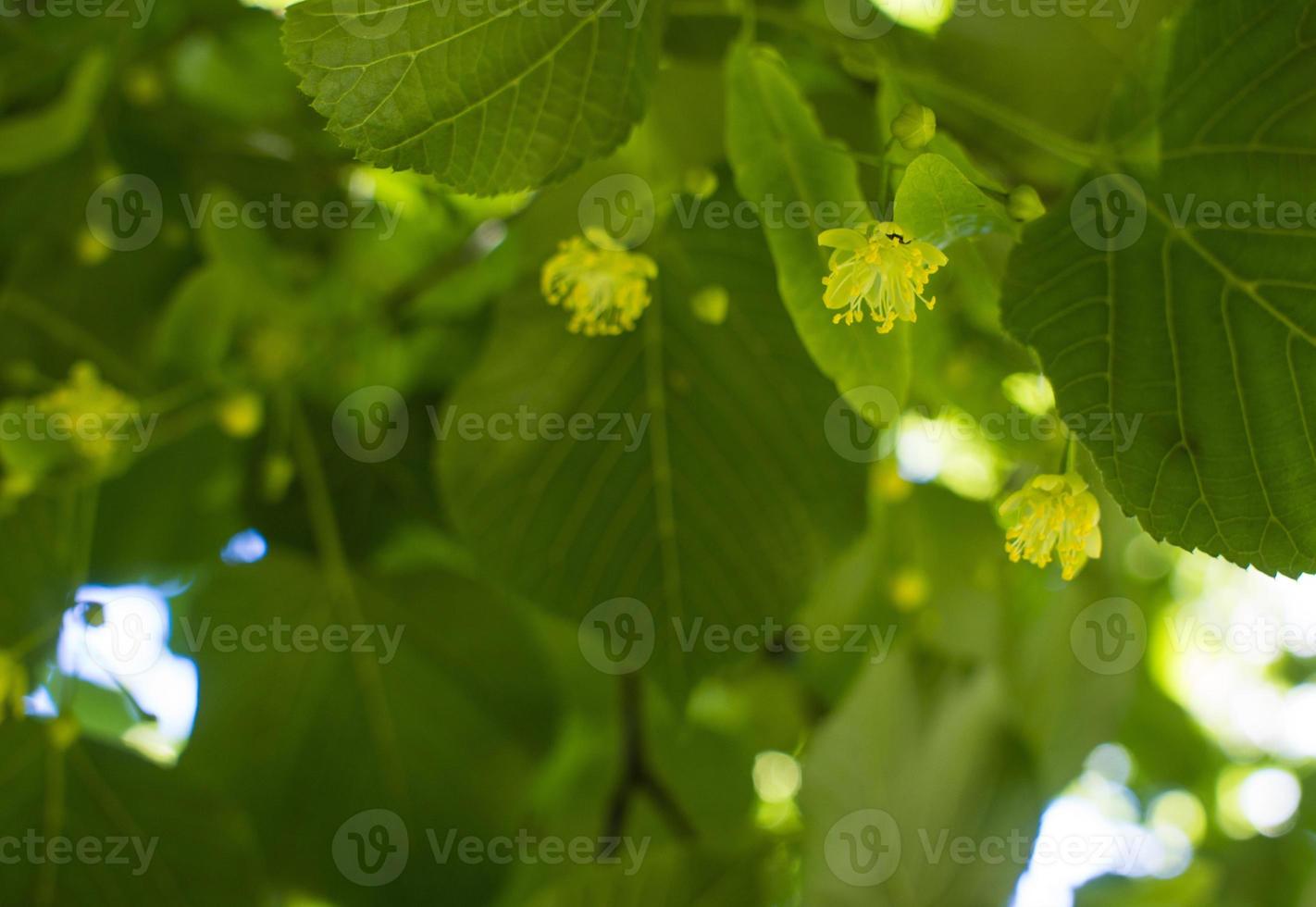 Tilia, linden tree, basswood or lime tree with unblown blossom. Tilia tree is going to bloom. A bee gathers lime-colored honey photo