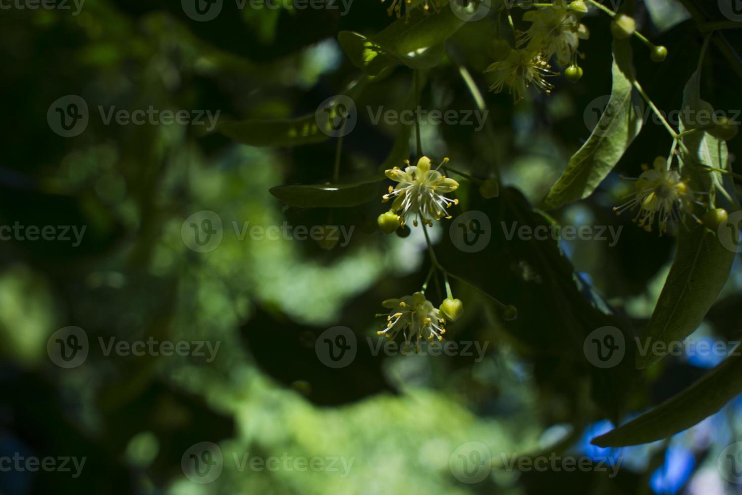 Tilia, linden tree, basswood or lime tree with unblown blossom. Tilia tree is going to bloom. A bee gathers lime-colored honey photo