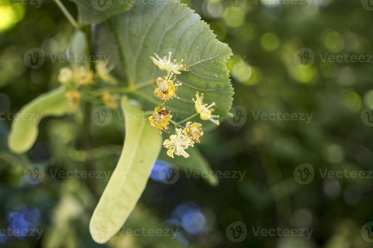 Tilia, linden tree, basswood or lime tree with unblown blossom. Tilia tree is going to bloom. A bee gathers lime-colored honey photo