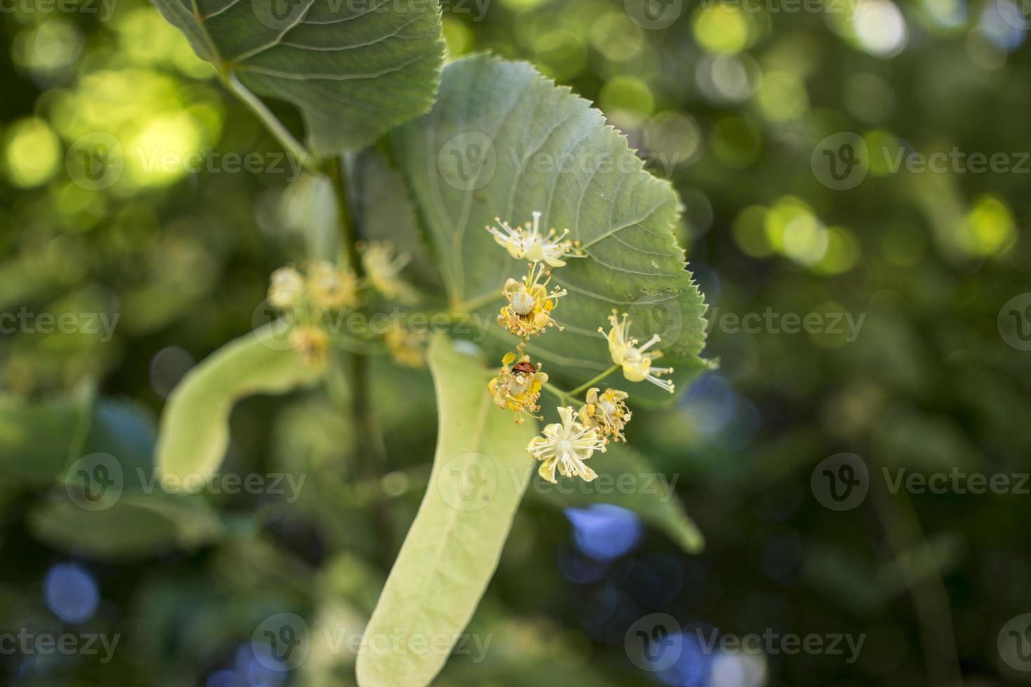 Tilia, linden tree, basswood or lime tree with unblown blossom. Tilia tree is going to bloom. A bee gathers lime-colored honey photo