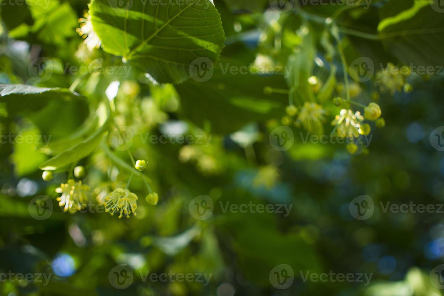 Tilia, linden tree, basswood or lime tree with unblown blossom. Tilia tree is going to bloom. A bee gathers lime-colored honey photo