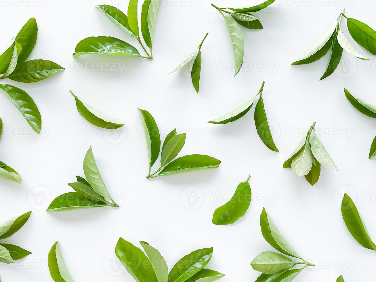 green leaves on a white background. Large fresh decorative leaves. photo