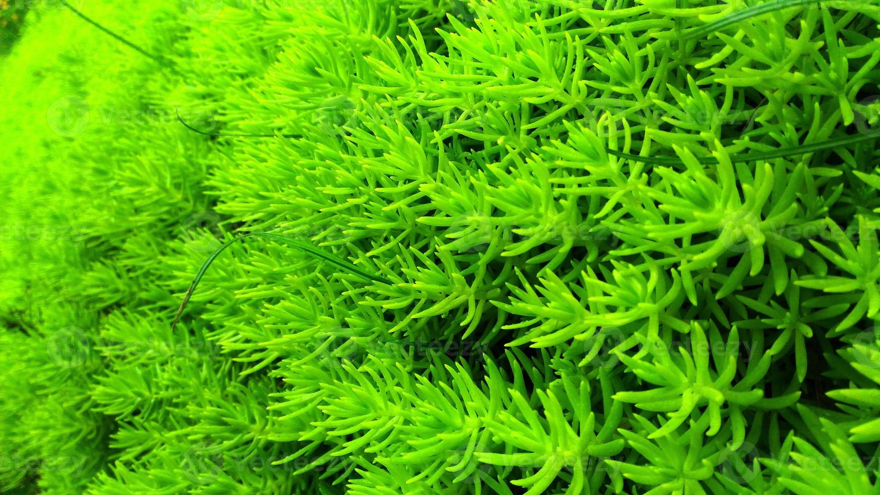 Closeup and crop green plants Succulents background and wallpaper. Most of the trees are shrubs weak. Native to Madagascar, Africa and Asia. Suitable for planting potter. photo