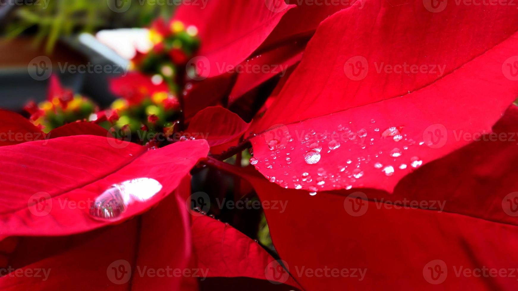 de cerca y cosecha poinesettia salir con gota de agua foto