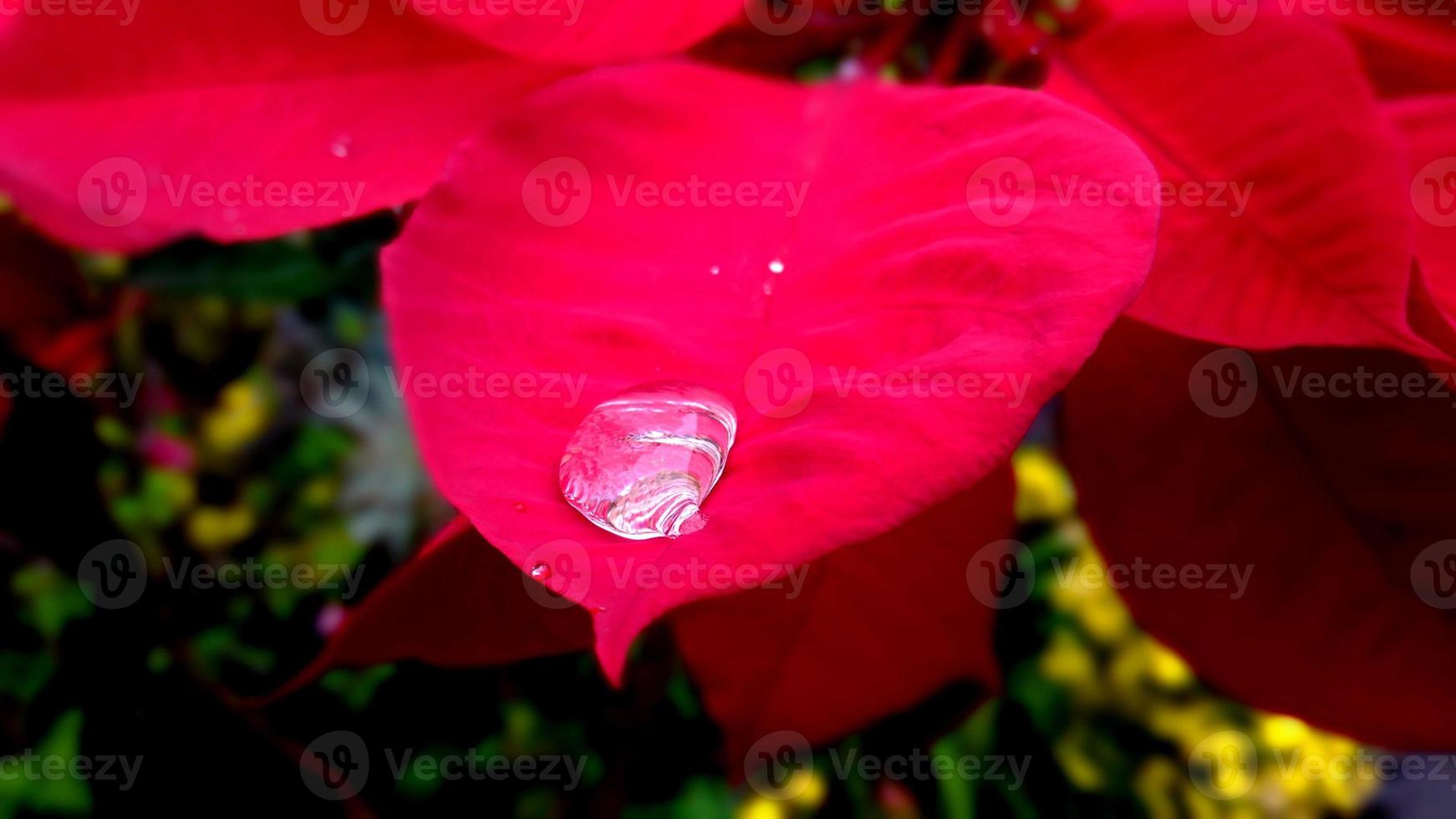 Closeup and crop poinesettia leave with raindrop photo