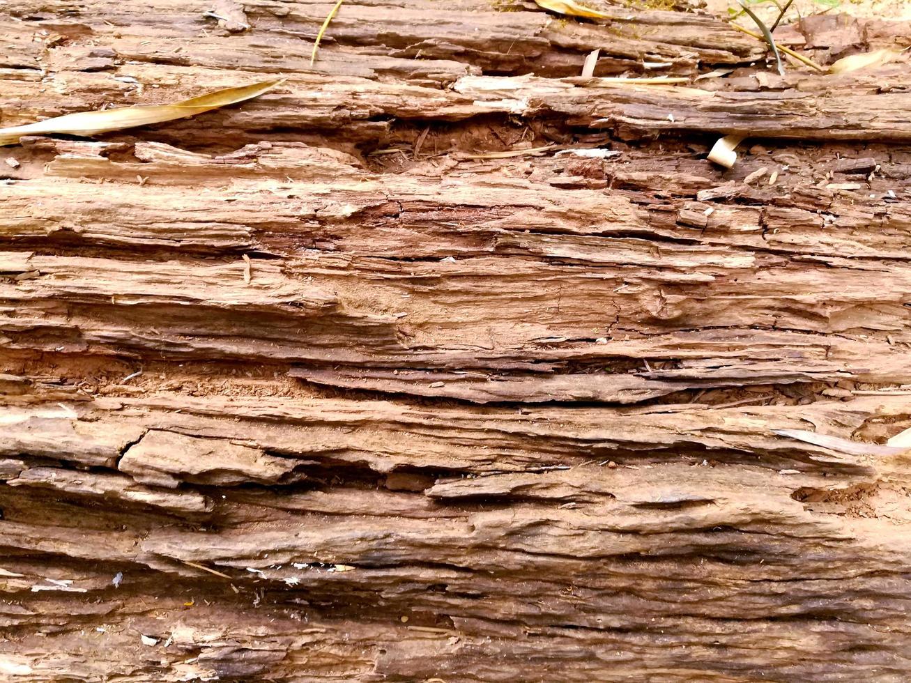 Closeup and crop texture of dry wooden log photo