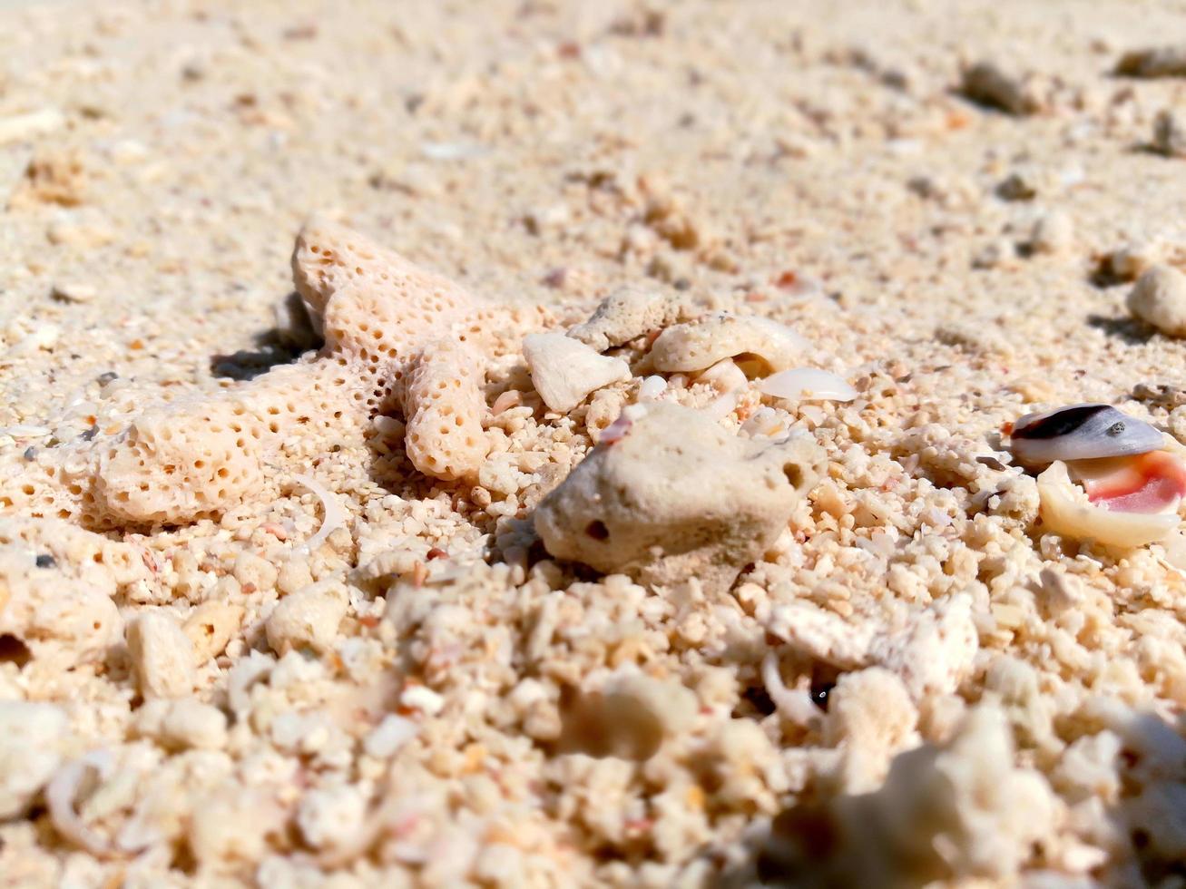 closeup and crop piece of Corals and shells on the beach photo