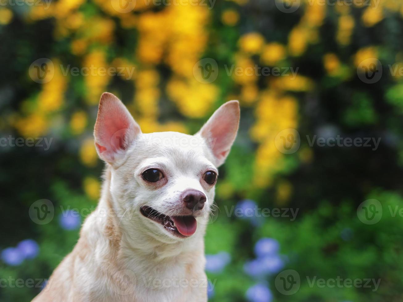 marrón corto pelo chihuahua perro sentado en verde césped en el jardín con amarillo flores fondo negro. foto