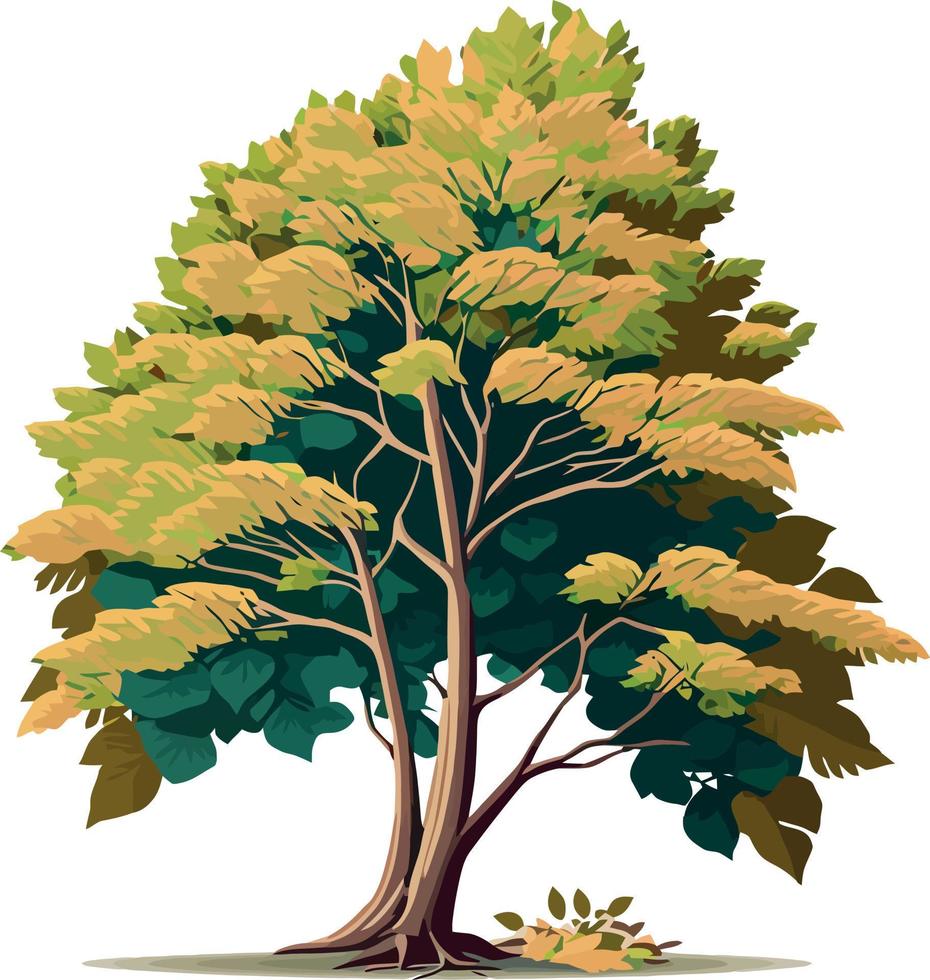 Beech tree dicotyledonous plant vector