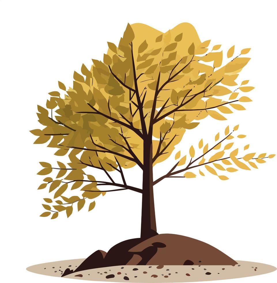 Beech tree dicotyledonous plant vector