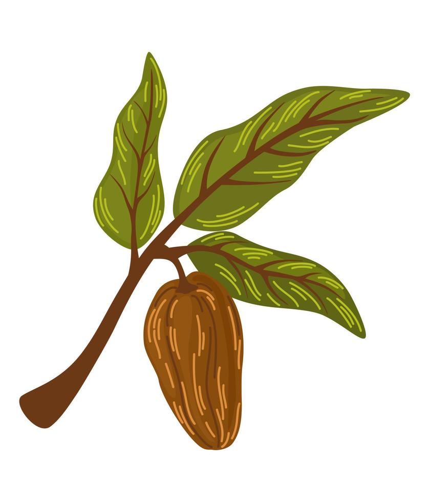 Chocolate cocoa beans. Branch with cocoa beans and leaves. Perfect for printing, groceries, coffee, packaging, cafes, menus and the web. Vector cartoon hand draw illustration isolated.