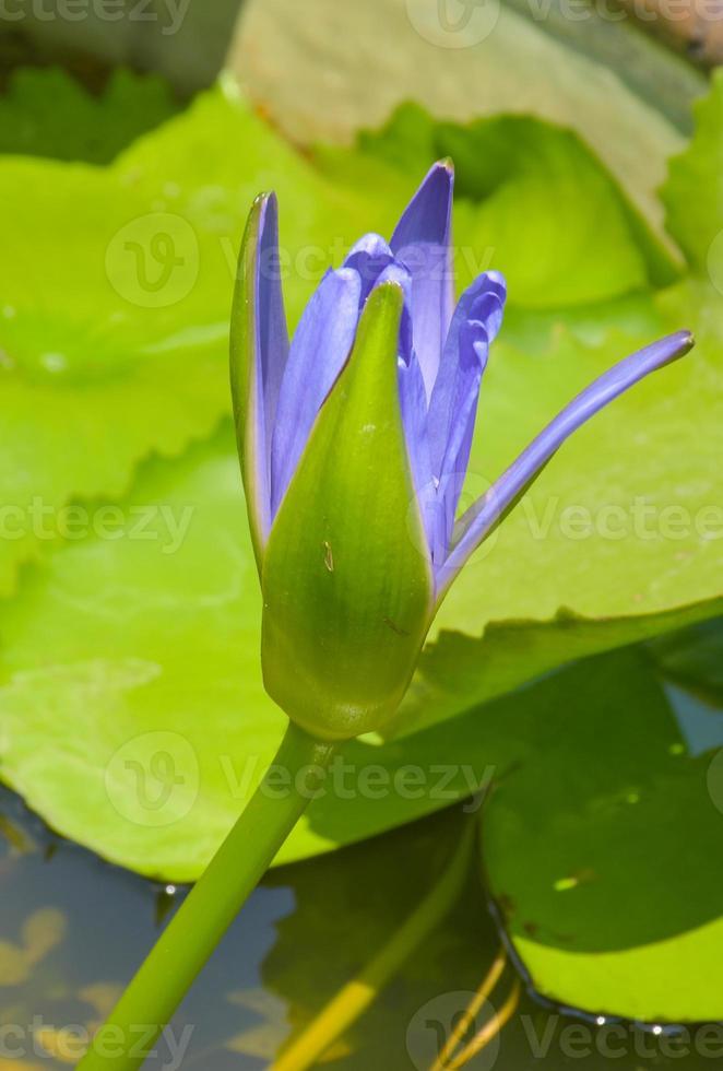 purple lotus blooming in water garden Bangkok Thailand photo